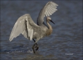 Reddish-Egret;Egret;Egretta-rufescens;feeding-behavior;one-animal;close-up;color